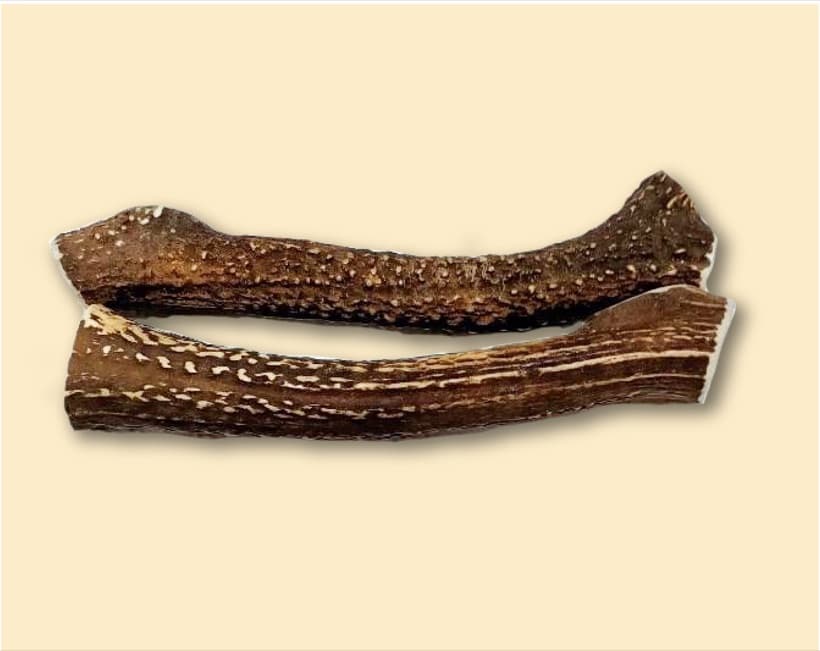 鹿角 大(25cm)