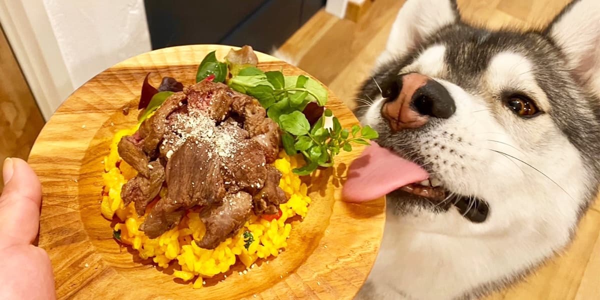 鹿肉ごはんに夢中の愛犬