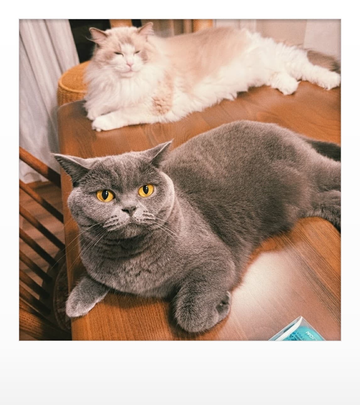 ペット写真をチェキ風スタイルに変換したアート作例